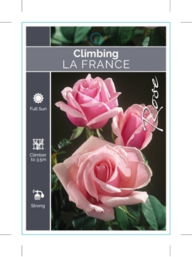 Picture of ROSE LA FRANCE CLIMBING                                                                                                                               