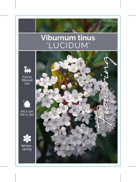 Picture of VIBURNUM TINUS LUCIDUM                                                                                                                                