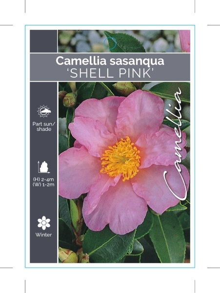 Picture of CAMELLIA SHELL PINK SASANQUA                                                                                                                          