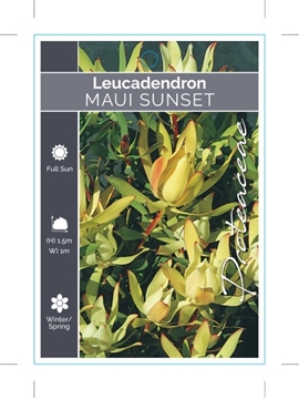 Picture of LEUCADENDRON MAUI SUNSET                                                                                                                              