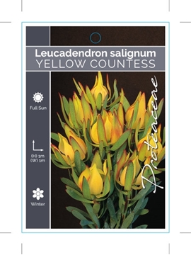 Picture of LEUCADENDRON YELLOW COUNTESS                                                                                                                          