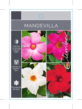 Picture of MANDEVILLA (MIXED PICTURE)                                                                                                                            