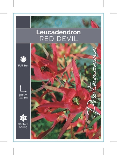 Picture of LEUCADENDRON RED DEVIL                                                                                                                                