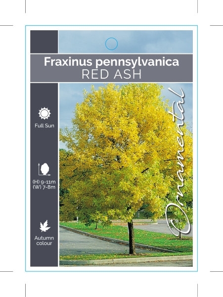 Picture of FRAXINUS PENNSYLVANICA RED ASH
