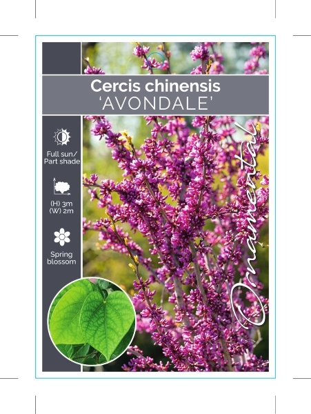 Picture of CERCIS CHINENSIS AVONDALE                                                                                                                             