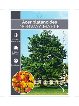 Picture of ACER PLATANOIDES NORWAY MAPLE