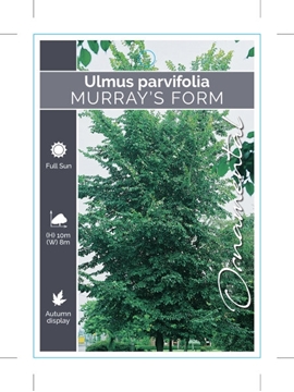 Picture of ULMUS PARVIFOLIA MURRAYS FORM                                                                                                                         