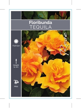 Picture of ROSE TEQUILA (FL)                                                                                                                                     