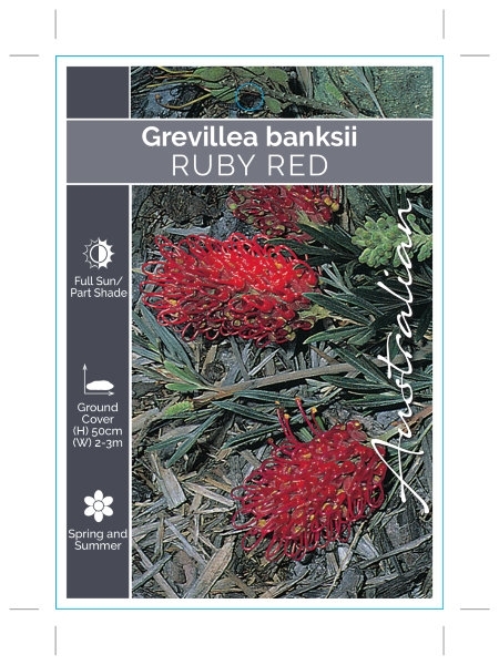 Picture of GREVILLEA BANKSII RUBY RED                                                                                                                            
