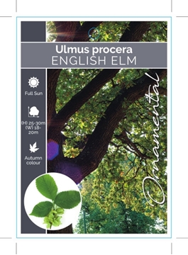 Picture of ULMUS PROCERA ENGLISH ELM