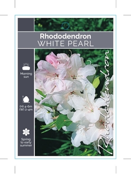 Picture of RHODODENDRON WHITE PEARL                                                                                                                              