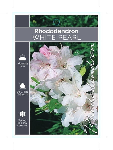 Picture of RHODODENDRON WHITE PEARL                                                                                                                              