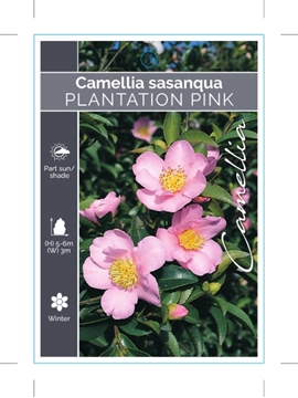 Picture of CAMELLIA PLANTATION PINK SASANQUA                                                                                                                     