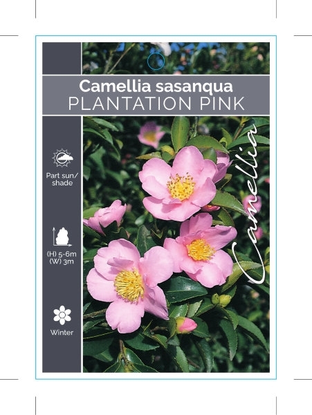 Picture of CAMELLIA PLANTATION PINK                                                                                                                              