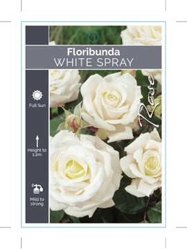 Picture of ROSE WHITE SPRAY (FL)                                                                                                                                 