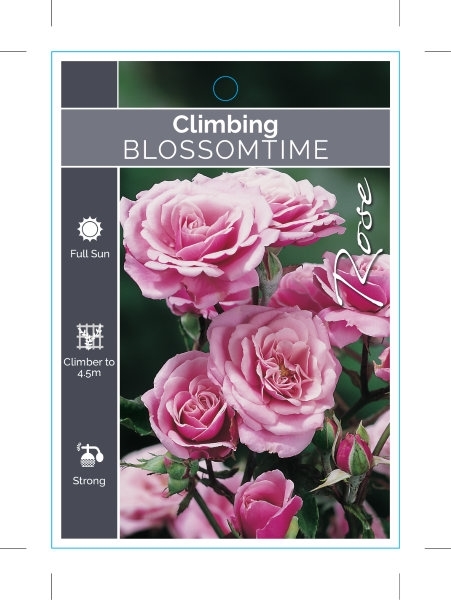 Picture of ROSE BLOSSOMTIME CLIMBING                                                                                                                             