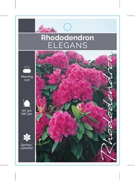 Picture of RHODODENDRON ELEGANS                                                                                                                                  