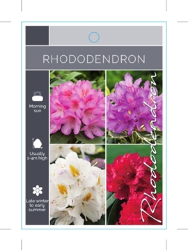 Picture of RHODODENDRON - MIXED PICTURE (UNNAMED VARIETY)                                                                                                        