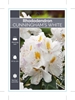 Picture of RHODODENDRON CUNNINGHAMS WHITE                                                                                                                        