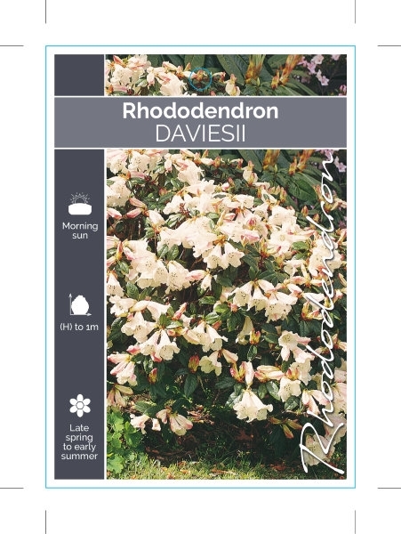 Picture of RHODODENDRON DAVIESII                                                                                                                                 