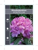 Picture of RHODODENDRON PONTICUM                                                                                                                                 