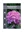 Picture of RHODODENDRON PONTICUM                                                                                                                                 
