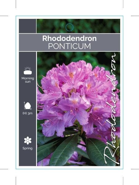Picture of RHODODENDRON PONTICUM                                                                                                                                 