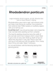 Picture of RHODODENDRON PONTICUM                                                                                                                                 