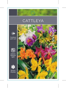 Picture of HOUSEPLANT CATTLEYA ORCHID                                                                                                                            