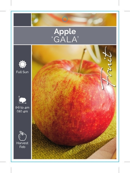 Picture of FRUIT APPLE GALA Jumbo Tag                                                                                                                            