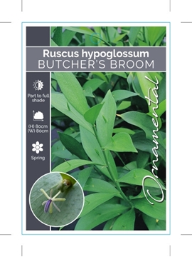 Picture of RUSCUS HYPOGLOSSUM BUTCHERS BROOM                                                                                                                     