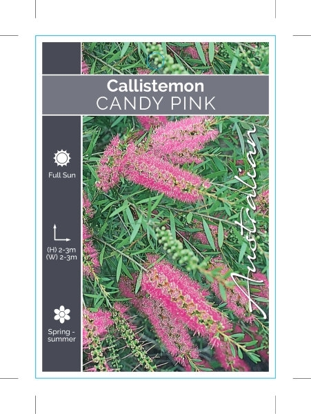 Picture of CALLISTEMON CANDY PINK                                                                                                                                