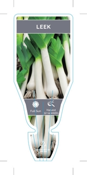 Picture of VEGETABLE LEEK (Allium porrum)                                                                                                                        