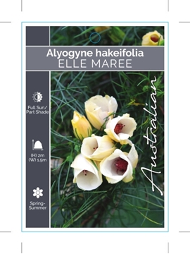 Picture of ALYOGYNE HAKEIFOLIA ELLE MAREE                                                                                                                        