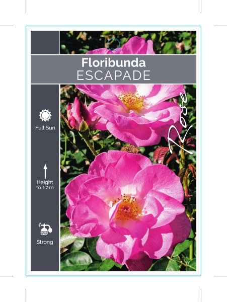 Picture of ROSE ESCAPADE (FL)                                                                                                                                    