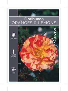 Picture of ROSE ORANGES AND LEMONS (FL)