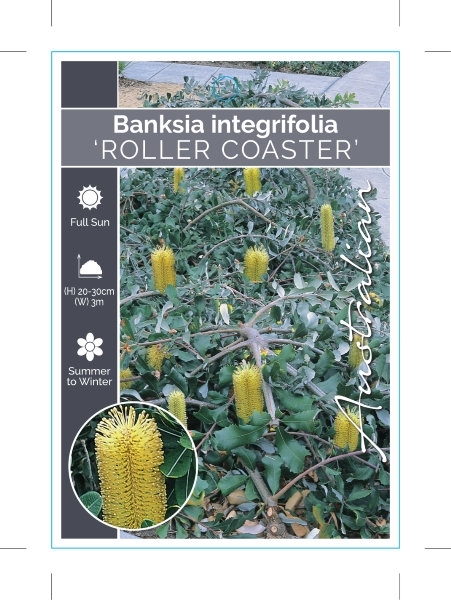 Picture of BANKSIA INTEGRIFOLIA ROLLER COASTER PROSTRATE                                                                                                         