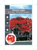 Picture of DELONIX REGIA ROYAL POINCIANA OR FLAMBOYANT TREE                                                                                                      