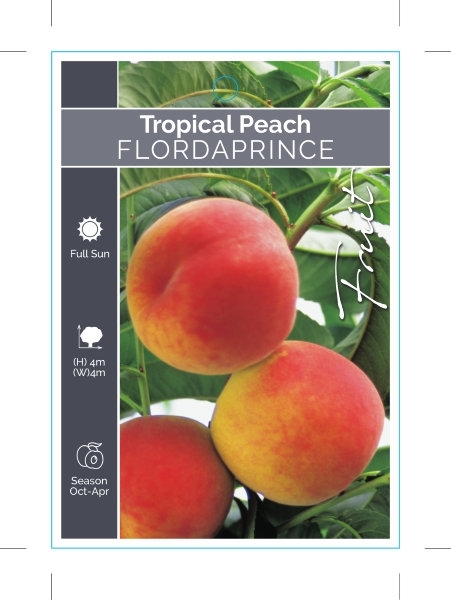 Picture of FRUIT PEACH TROPICAL FLORDAPRINCE                                                                                                                     