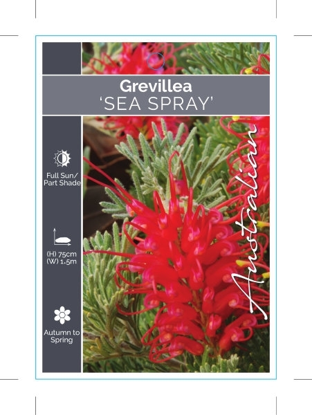 Picture of GREVILLEA SEA SPRAY                                                                                                                                   