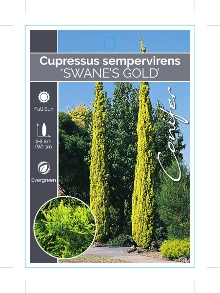 Picture of CONIFER CUPRESSUS SEMPERVIRENS SWANES GOLDEN                                                                                                          