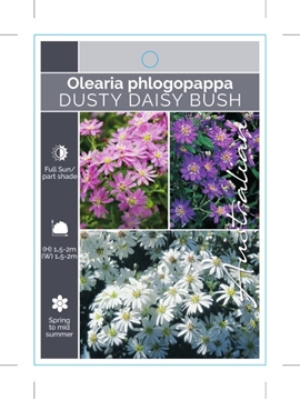 Picture of OLEARIA PHLOGOPAPPA DUSTY DAISY BUSH                                                                                                                  