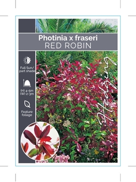 Picture of PHOTINIA FRASERI RED ROBIN                                                                                                                            