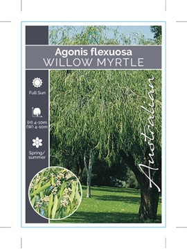 Picture of AGONIS FLEXUOSA WILLOW MYRTLE OR PEPPERMINT TREE                                                                                                      