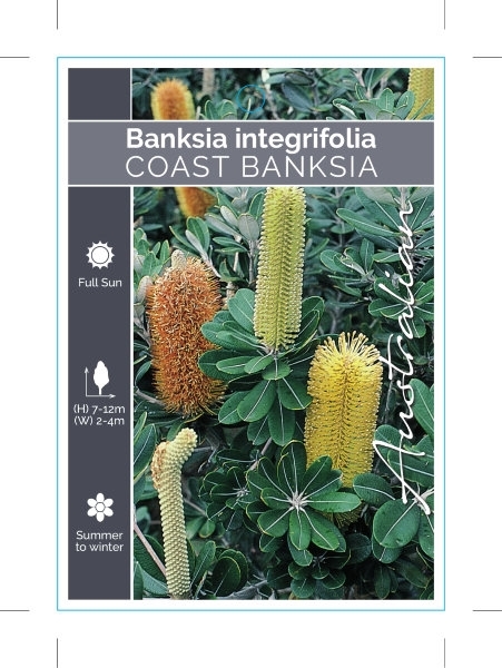 Picture of BANKSIA INTEGRIFOLIA COAST BANKSIA                                                                                                                    