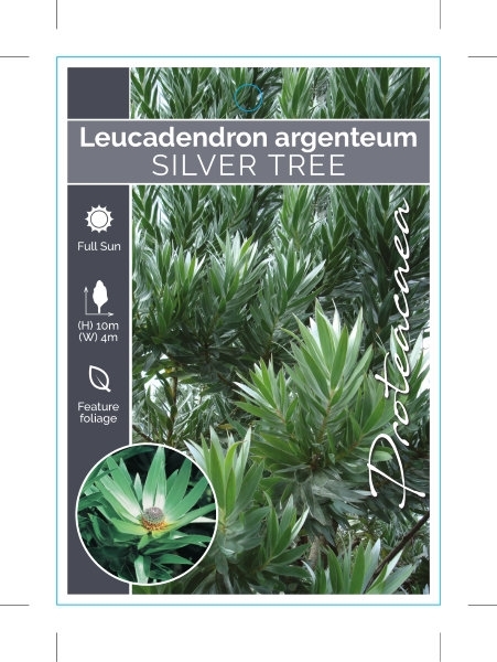 Picture of LEUCADENDRON ARGENTEUM SILVER TREE                                                                                                                    