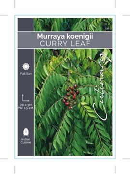 Picture of MURRAYA KOENIGII CURRY LEAF                                                                                                                           