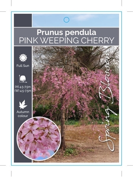 Picture of PRUNUS PENDULA ROSEA PINK WEEPING CHERRY Jumbo Tag                                                                                                    