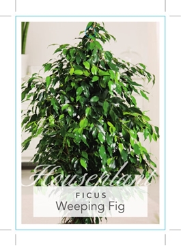 Picture of **HOUSEPLANT FICUS BENJAMINA WEEPING FIG                                                                                                              