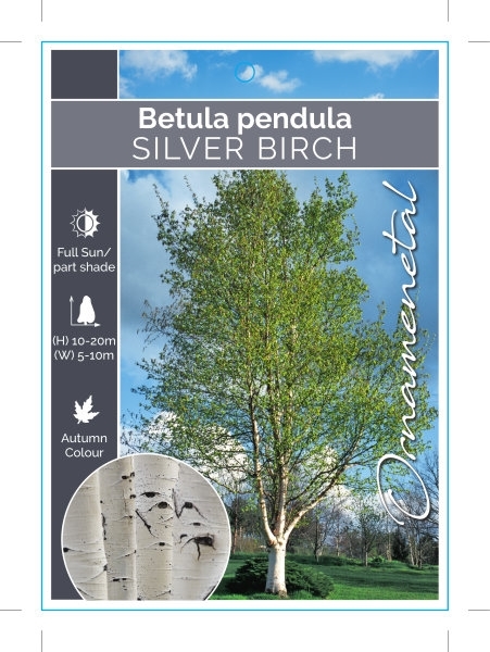 Picture of BETULA PENDULA SILVER BIRCH Jumbo Tag                                                                                                                 